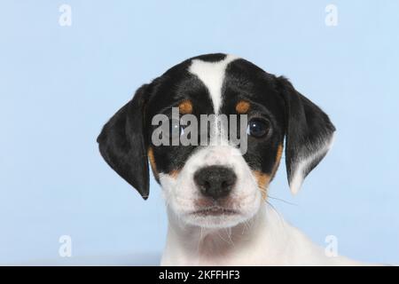 Dansk Svensk Gaardshund Welpen Stockfoto