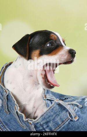 Dansk Svensk Gaardshund Welpen Stockfoto