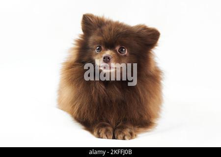 Brown Pommeranian Spitz Hund liegt isoliert auf weißem Hintergrund, niedlich Spitz Welpe Schokolade bräunliche Fellfarbe. Porträt von lustigen pommerschen Spitz Lügen Stockfoto