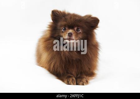 Brown Pommeranian Spitz Hund liegt isoliert auf weißem Hintergrund, niedlich Spitz Welpe Schokolade bräunliche Fellfarbe. Porträt von lustigen pommerschen Spitz Lügen Stockfoto