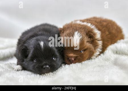 Zwei kleine Chihuahua-Welpen, die auf weichem weißen Stoff liegen, niedliche, verschnaufte braune und schwarze Hunde brüten auf weißem Hintergrund. Lustige charmante kleine Spielzeug Welpen Stockfoto