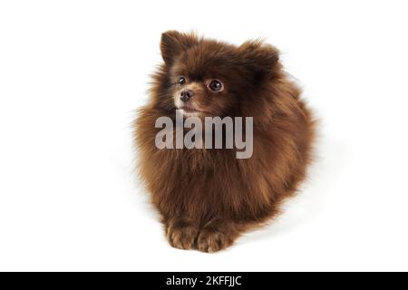 Brown Pommeranian Spitz Hund liegt isoliert auf weißem Hintergrund, niedlich Spitz Welpe Schokolade bräunliche Fellfarbe. Porträt von lustigen pommerschen Spitz Lügen Stockfoto