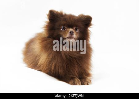 Brown Pommeranian Spitz Hund liegt isoliert auf weißem Hintergrund, niedlich Spitz Welpe Schokolade bräunliche Fellfarbe. Porträt von lustigen pommerschen Spitz Lügen Stockfoto