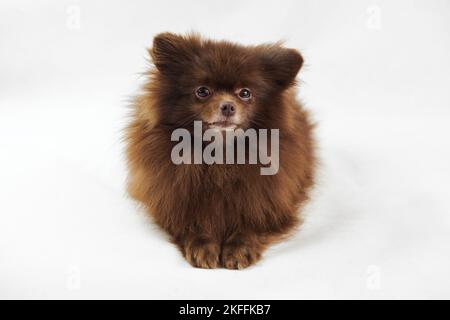 Brown Pommeranian Spitz Hund liegt isoliert auf weißem Hintergrund, niedlich Spitz Welpe Schokolade bräunliche Fellfarbe. Porträt von lustigen pommerschen Spitz Lügen Stockfoto