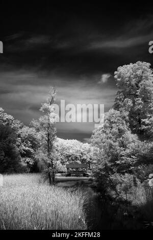 Eine vertikale und monochrome Aufnahme der Bäume im Wald Stockfoto