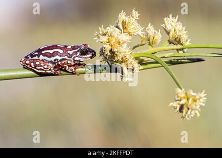 Bemalter Schilfrosch Stockfoto