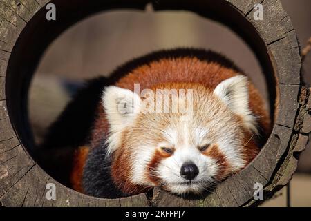 kleinere panda Stockfoto