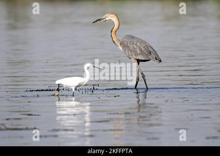 Goliath Heron zu Fuß Stockfoto