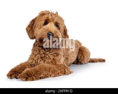 Niedlicher junger Cobberdog aka Labradoodle Hundewelpe. Legen Sie die Seitenwege ab. Blick seitlich weit weg von der Kamera. Isoliert auf weißem Hintergrund. Stockfoto