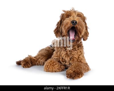 Niedlicher junger Cobberdog aka Labradoodle Hundewelpe. Sich hinlegen, Gesicht zur Kamera gähnend gedreht. Isoliert auf weißem Hintergrund. Stockfoto