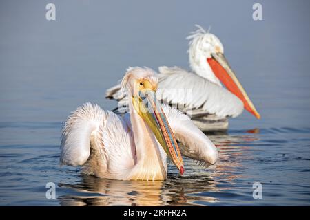 Schwimmende große weiße Pelikane Stockfoto