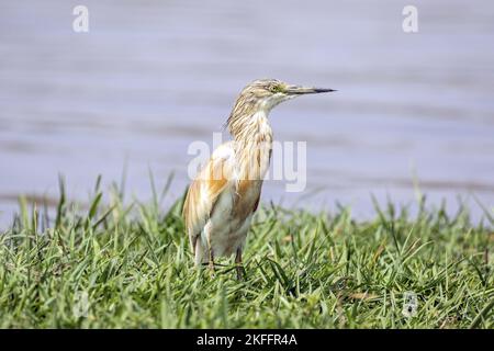 Stehender Squacco Heron Stockfoto