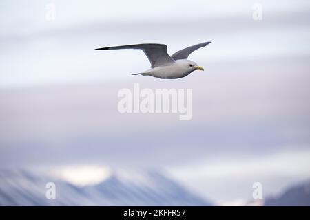 Fliegende Möwe Stockfoto