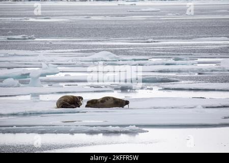 Liegende Walrosse Stockfoto