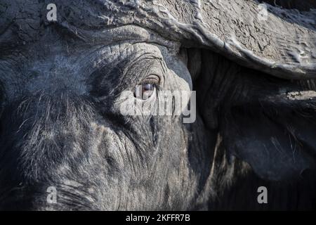 Afrikanischer Büffel-Porträt Stockfoto