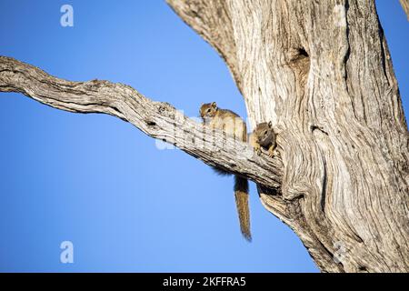 Sitting Smith's Bush Squirrels Stockfoto