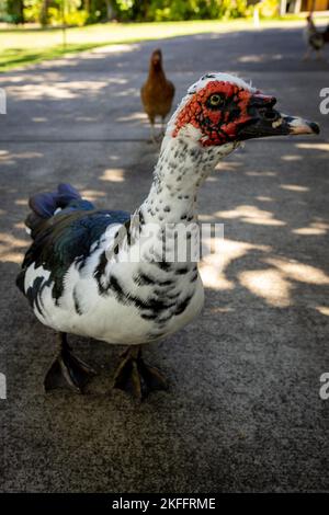 Eine vertikale Nahaufnahme einer gefleckten Moskauer Ente, die auf dem Boden thront Stockfoto