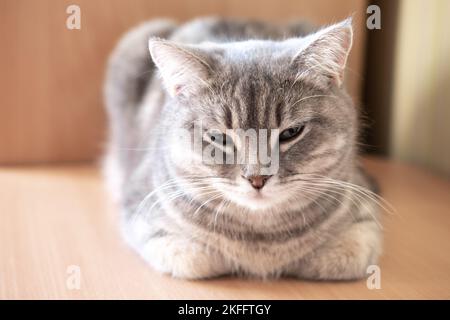 Schlafende graue flauschige Tabby-Katze auf dem Tisch, Nahaufnahme, selektiver Fokus. Nahaufnahme der Schnauze einer schönen grauen Katze. Stockfoto