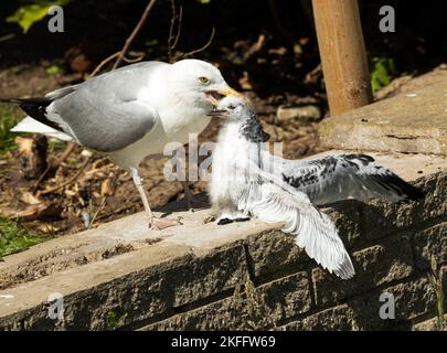 Die Herringmöwe ist ein intelligenter und einfallsreicher Opportunist. Hier greift man ein vorzeitig flügges Kittiwake-Küken an, das keinen Schutz hat Stockfoto