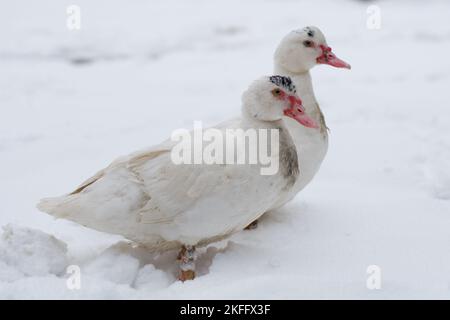 Muscovy Duck auf dem Schnee in der Nähe von gefrorenem Wasser. Weißer Vogel auf weißem Schnee. Stockfoto