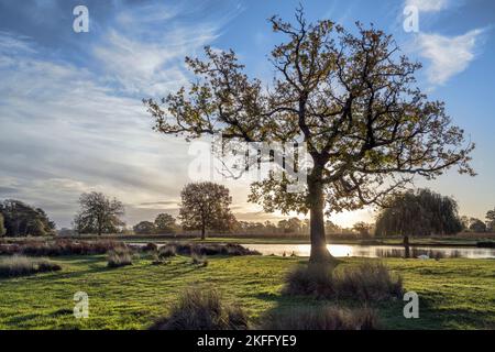 Sonnenaufgang über dem Reiher Pond Bushy Park in Surrey England Stockfoto