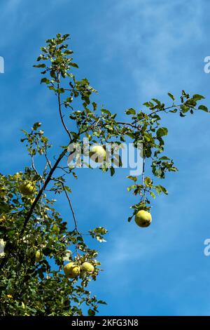 Eine reife, frische Quitte, die an einem sonnigen Tag an einem Baumzweig hängt Stockfoto