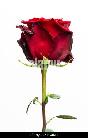 Eine Nahaufnahme einer roten ewigen Rose mit dunklen, verwelkten Blüten auf weißem Hintergrund Stockfoto