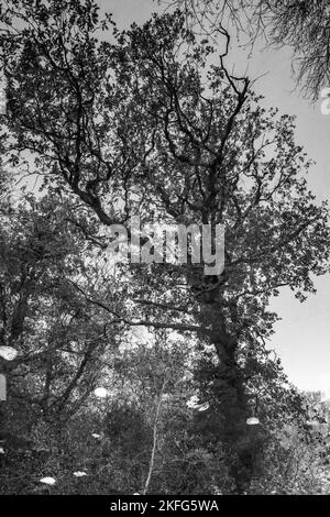 Surrealer abstrakter herbstlicher Baum, der sich in einem Kanal widerspiegelt. Invertiertes Bild. Schwarzweiß-Foto Stockfoto