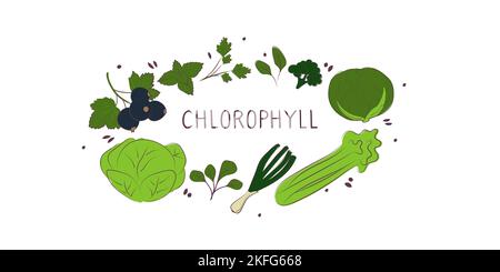 Chlorophyll-containing food. Groups of healthy products containing vitamins and minerals. Set of fruits, vegetables, meats, fish and dairy Stock Vektor