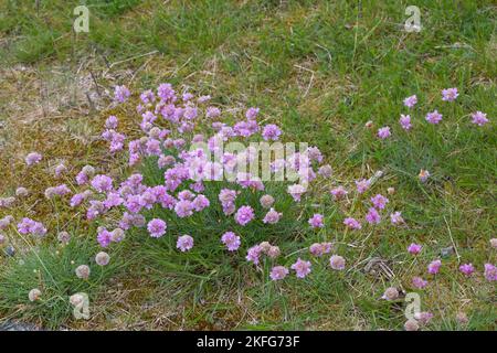 Strand-Grasnelke, Gewöhnliche Strand-Grasnelke, Strandgrasnelke, Gewöhnliche Grasnelke, Grasnelke, Armeria maritima, Thrift, Common Thrift, Sea Thrift Stockfoto