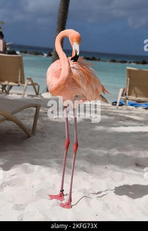 Rosa Flamingos am Flamingo Beach, Aruba Stockfoto