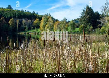 Stierköpfe ( Typha latifolia rauscht ) am Rande eines Sees. Ruhiger Blick auf den See mit üppiger Vegetation und herbstlichen Farben in einer ruhigen Landschaft. Frankreich Stockfoto