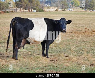 Belted Galloways oder Belties, auch bekannt als die Oreo Cow, auf einer Weide in der Nähe von Terrebonne, Oregon. Stockfoto