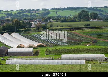 Britischer Marktgarten, der eine Vielzahl von Gemüsekulturen produziert, die sowohl im Freien als auch in Tunneln aus Polyethylen angebaut werden Stockfoto