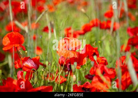 Bild von dunkelroten Mohnblumen in einem großen Mohnfeld während des Tages Stockfoto