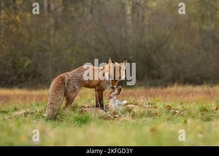 Fuchs und seine Beute im böhmischen Mähren Hochland Stockfoto