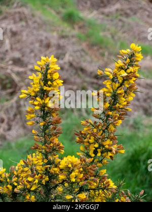 Ein Busch, Blütenstände von schönen gelben Blüten, eine Pflanze. Ulex, allgemein bekannt als Gorse, Furze oder Whin, ist eine Gattung von blühenden Pflanzen in der Familie Stockfoto