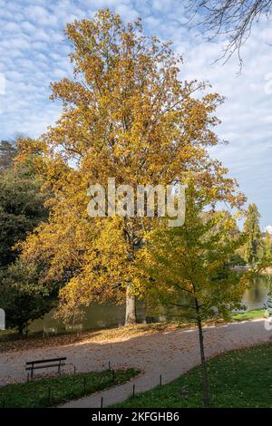 Park des Buttes Chaumont. Nahaufnahme eines schönen Baumes Stockfoto