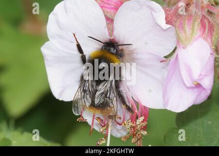 Natürliche Nahaufnahme einer früh brütenden Hummel-Bombus pratorum-Königin in einer weißen Blume Stockfoto