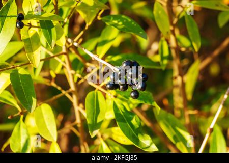 Giftige schwarze Beeren des Privatstrauch latin Ligustrum vulgare. Ein Gehölz ist eine blühende Pflanze der Gattung Ligustrum Laub- oder immergrüne Sträucher. Stockfoto