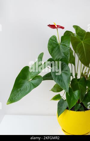 Roter Anthurium mit vielen großen grünen Blättern in einem schönen keramischen hellgelben Topf steht zu Hause auf einem weißen Tisch. Pflege von Hauspflanzen Stockfoto