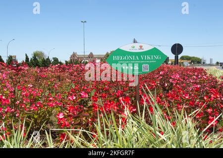 Holambra-sp,brasil-November 17,2022 Rote Blüten mit einem Schild, das mit der Aufschrift 'Viking begonia' versehen ist. Stockfoto