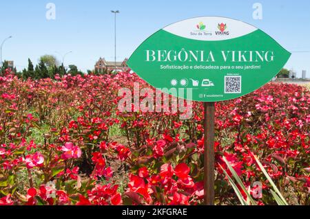 Holambra-sp,brasil-November 17,2022 Rote Blüten mit einem Schild, das mit der Aufschrift 'Viking begonia' versehen ist. Stockfoto