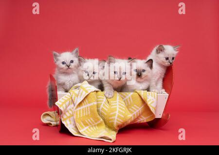 Fünf schöne heilige burmesische Katzenbabys in einem Puppenbett in Studio-Nahaufnahme, eine Luxuskatze, roter Hintergrund Stockfoto