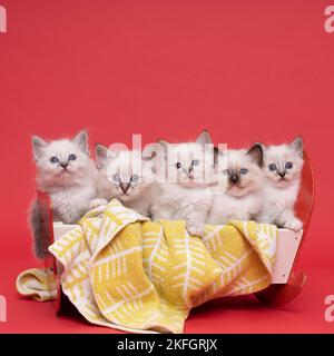 Fünf schöne heilige burmesische Katzenbabys in einem Puppenbett in Studio-Nahaufnahme, eine Luxuskatze, roter Hintergrund Stockfoto