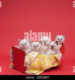 Fünf schöne heilige burmesische Katzenbabys in einem Puppenbett in Studio-Nahaufnahme, eine Luxuskatze, roter Hintergrund Stockfoto