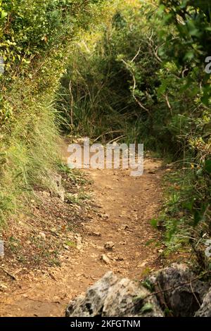 Wandern Sie durch die einheimische Flora im Parco di Gianola e Monte di Scauri, Italien Stockfoto