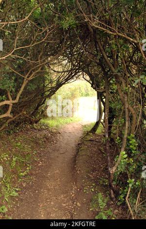 Wandern Sie durch die einheimische Flora im Parco di Gianola e Monte di Scauri, Italien Stockfoto