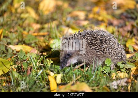 Igel (Erinaceus europaeus) auf einer Wiese mit Herbstblättern auf der Suche nach Futter vor dem Winter, Wildtiere in einem Naturpark oder Garten, Platz kopieren, auswählen Stockfoto