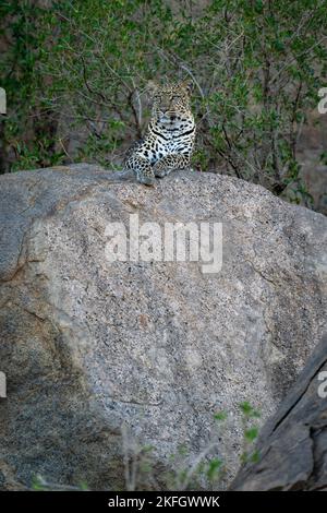 Leopard liegt mit erhobenem Kopf auf einem Felsbrocken Stockfoto